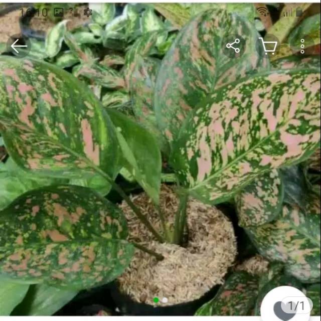 Aglonema RUBY orange