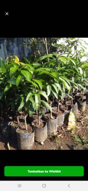 Bibit mangga yuwen