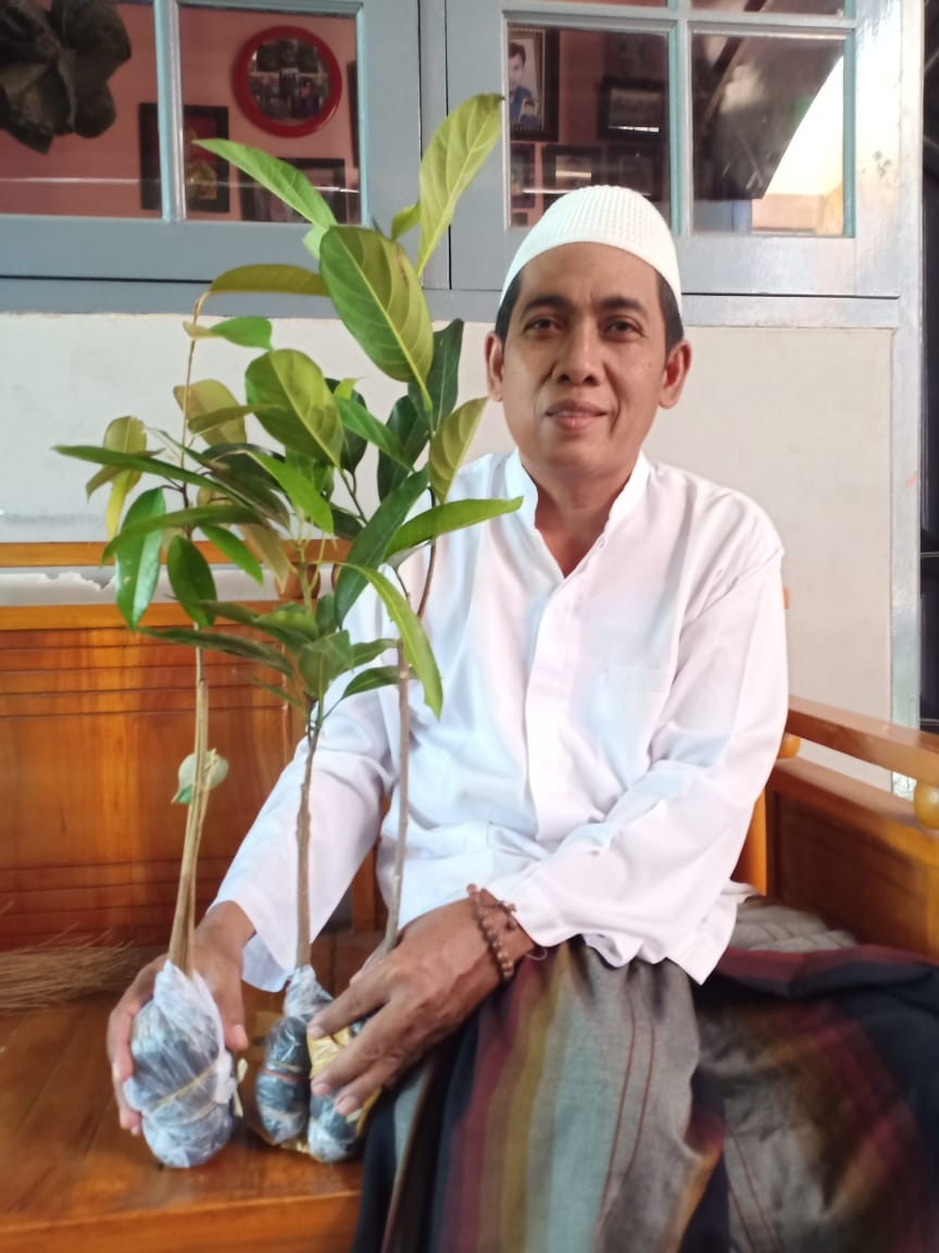 Bibit Mangga Gedong Gincu