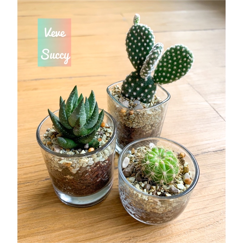 kaktus sukulen haworthia mini terarium paket isi 3
