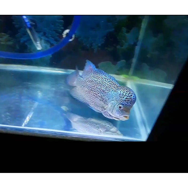 ikan louhan cencu fre marking jenong male jantan