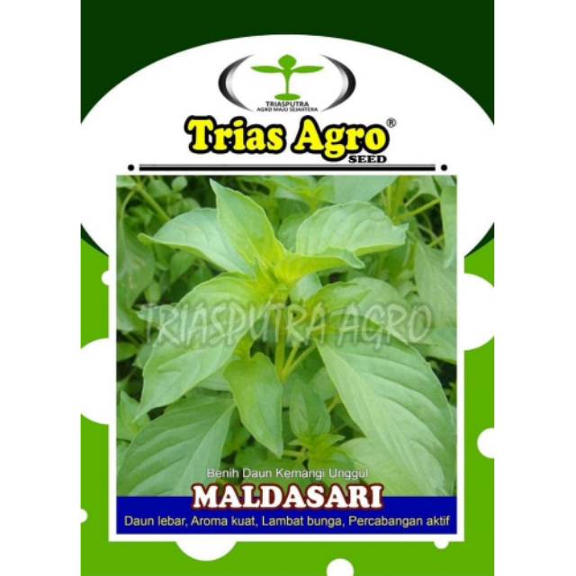 Bibit Benih Kemangi MALDASARI 10 gr.