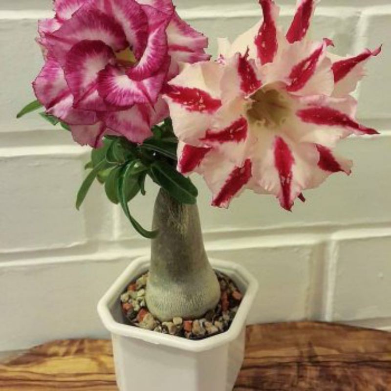 

Bibit Kamboja Adenium - Adenium two In One