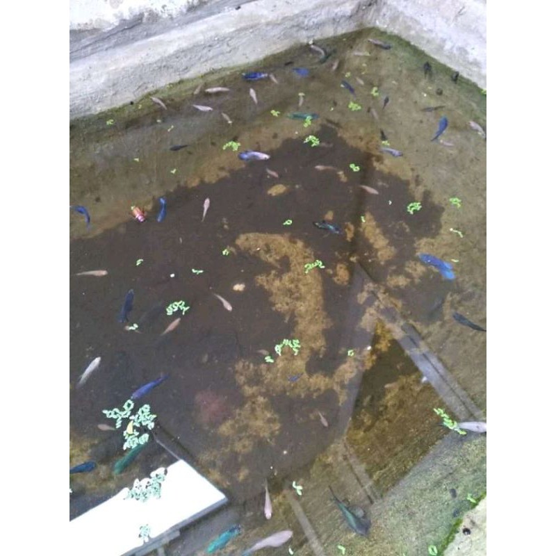 paketan ikan cupang besgel/nemo koi 15 ekor