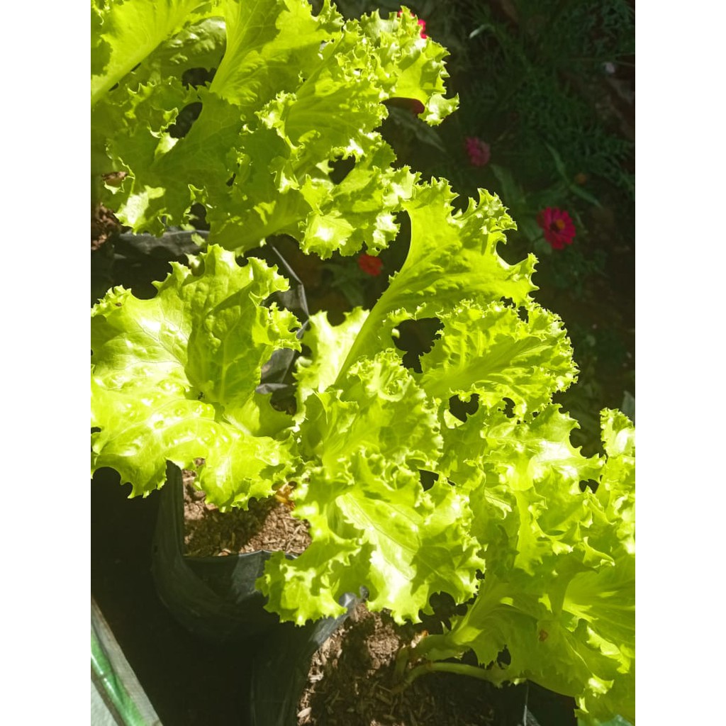 

Sayur selada sehat