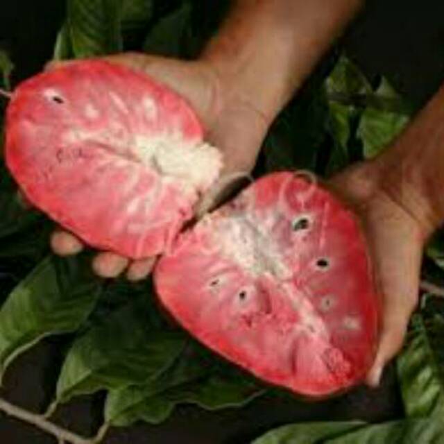 BIBIT TANAMAN BUAH SIRSAK MERAH