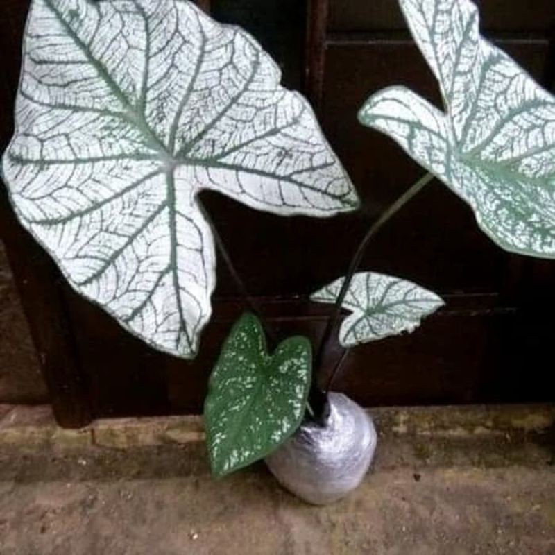 keladi putih/keladi putih