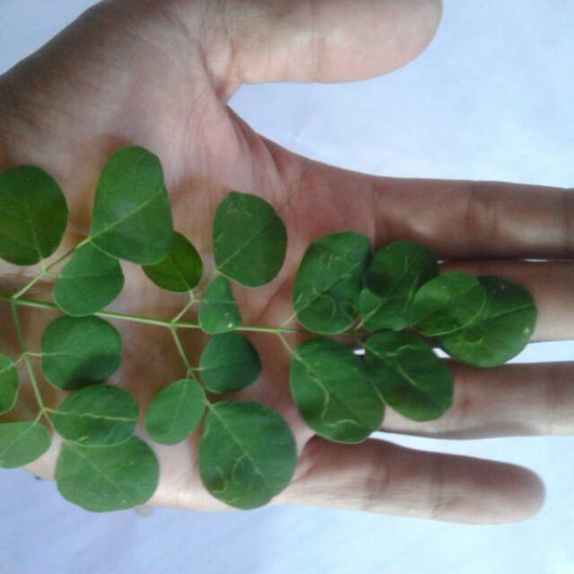 

Daun Kelor Alami Langsung dari Alam