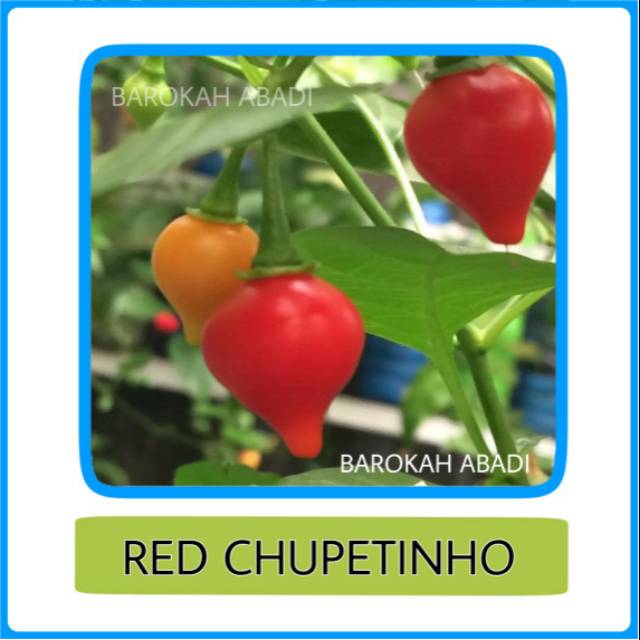 3 Biji - Benih Cabai Red Chupetinho Cabai Hias Red CHUPETINHO Cabai Unik