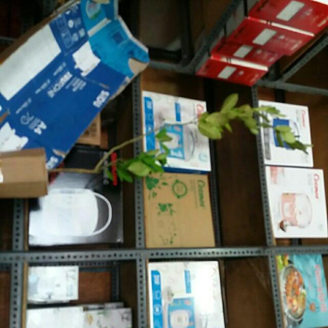 Bibit Jeruk Lemon Jumbo Parfum