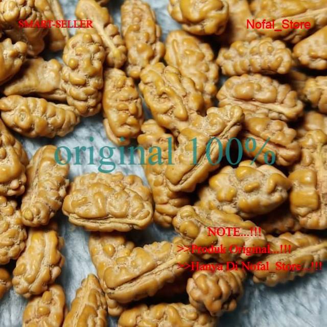 JENITRI GARIS / MUKHI 1 LONJONG KECIL SMALL RUDRAKSHA