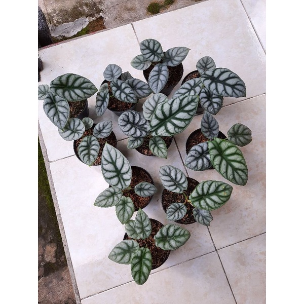 Alocasia Dragon Silver/Alokasia silver/Alocasia Silver/Alocasia Murah/Keladi tengkorak