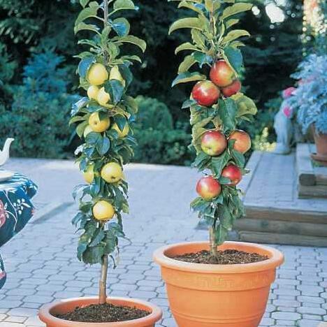 TERBAIK 1 PAKET 2 BIBIT bibit buah apel merah dan bibit pear/pir TERMURAH