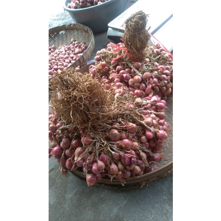 

bawang merah