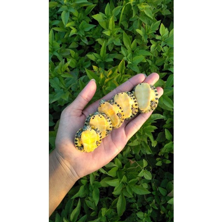 yellow belly pure bukan kura brazil