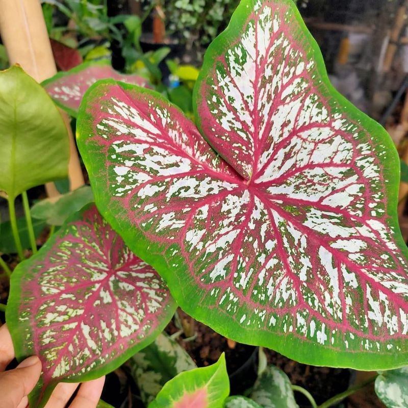 PROMO{ BISA COD } Keladi Worthon | Bibit Tanaman Hias Bunga Caladium Worthon | Bunga Hidup Import Thailand