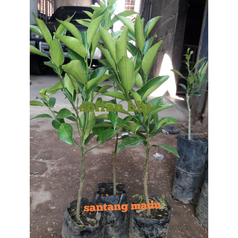 JERUK SANTANG MADU OKULASI