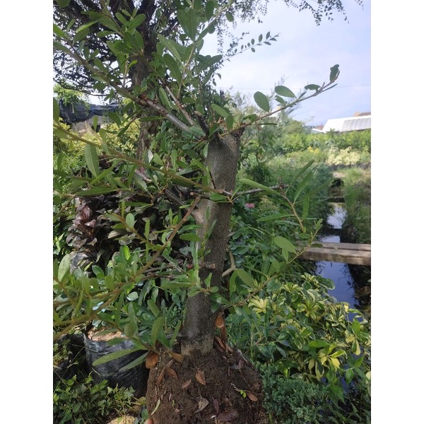 Bahan Bonsai Pirakanta Batang Besar