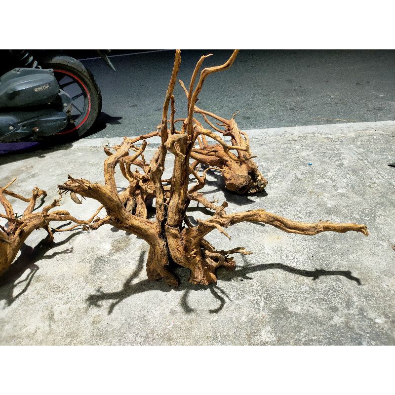 Akar Rasamala akar Aquascape ukuran XXL,bahan bonsai Aquascape