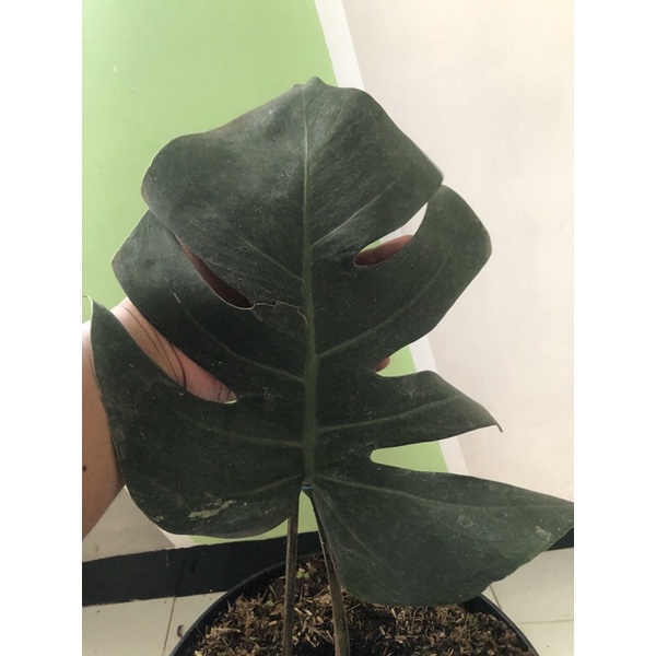 monstera variegata king