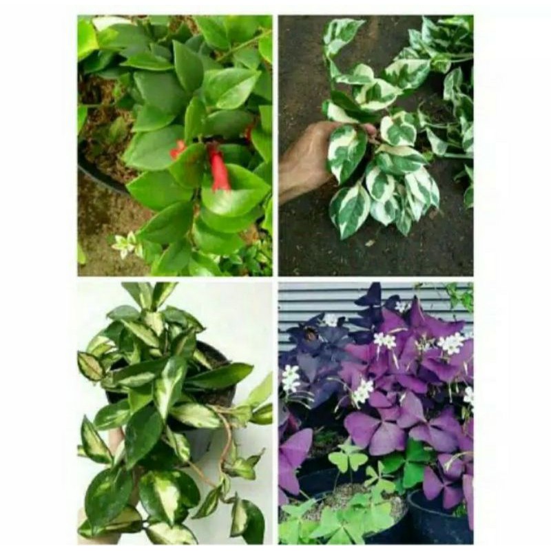 Paket 4 Tanaman Hias Gantung / Tanaman Gantung Murah