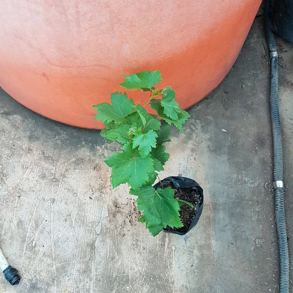 Bibit Anggur Impor Autumn Royal Seedless