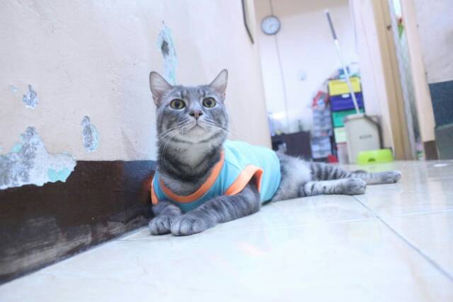 Kaos ucansee lucu untuk kucing dan anjing lucu / baju kucing murah size S-XL