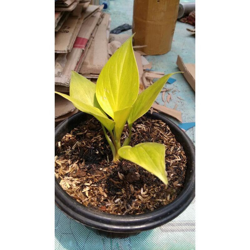 tanaman hias homalomena golden