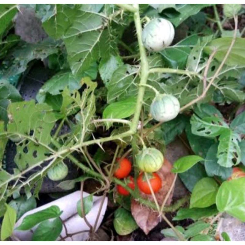 

Buah Terong Duri Atau Terong Pari terong Hutan 250 Gram