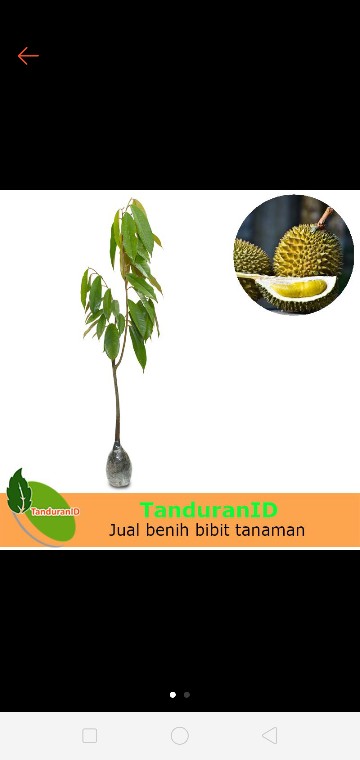 Bibit Tanaman Buah Durian Montong