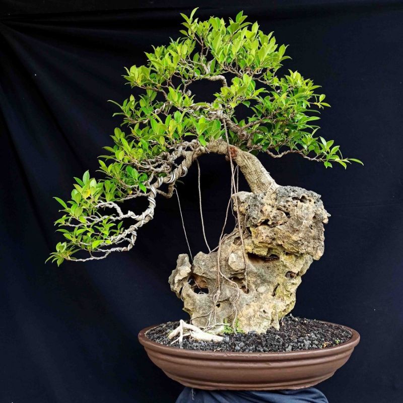 Bonsai Tanaman Hias Pohon Beringin Kimeng On The Rock Tebing Prospek
