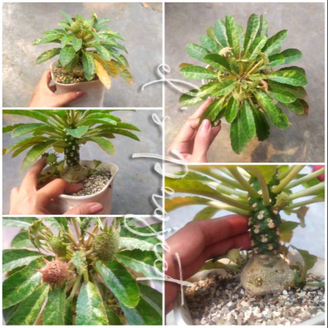 tanaman hias caudex jumbo besar dorstenia foetida variegata varigata dorstenia