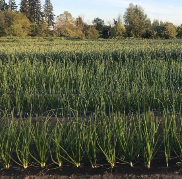100 Biji - Benih BAWANG DAUN SEDANG dataran rendah, tahan panas