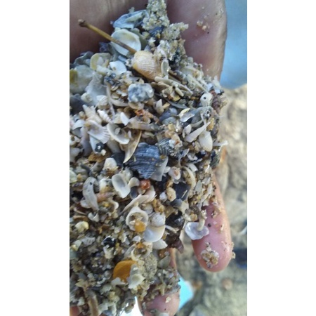 Pasir Pantai 1kg  pasir putih halus kasar aquarium