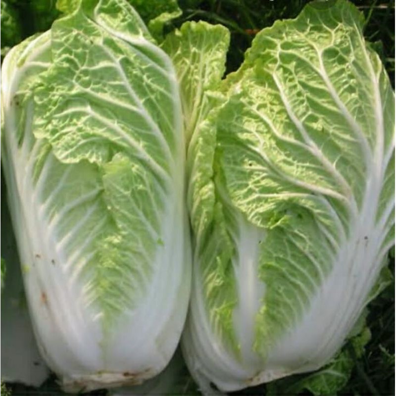 

sawi putih segar1kg