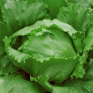 Biji Bibit Benih Tanaman Hidroponik Selada Hijau Head Lettuce Tpsdd3 Juara