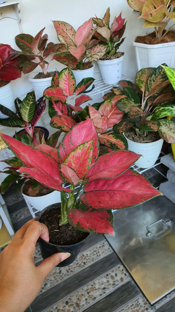 Tanaman Hias Aglonema Red Aurora / Aurora Merah / Siam Aurora