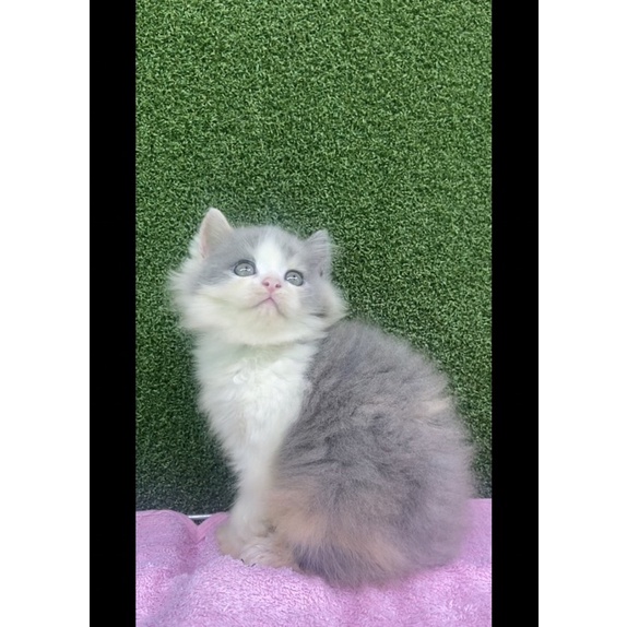 KITEN ABU PUTIH MIX BSH