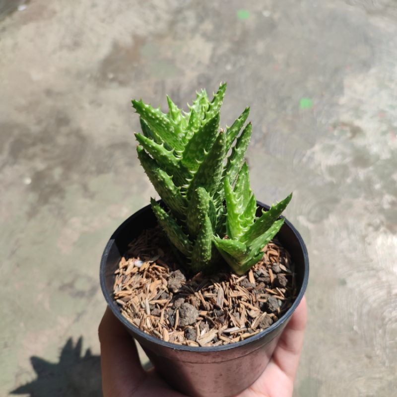 Sukulen Aloe Juvenna / Tigertooth aloe