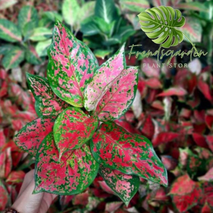 Tanaman hias aglonema dud anjamani  aglonema dud anjamani