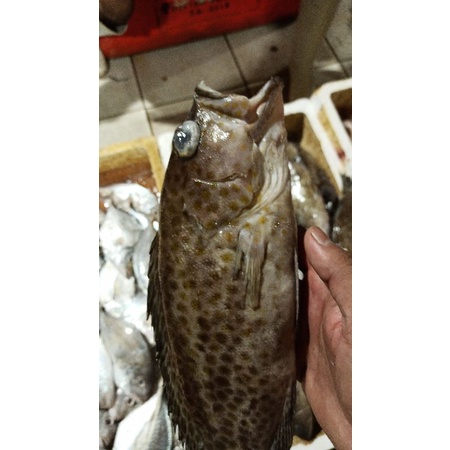 

Kerapu Segar 1kg