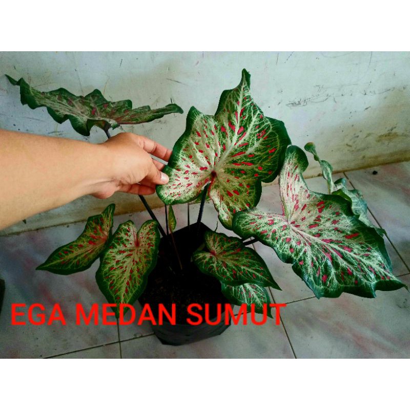 Tanaman Hias Keladi Gingerland INDUKAN daun 4 Real Picture
