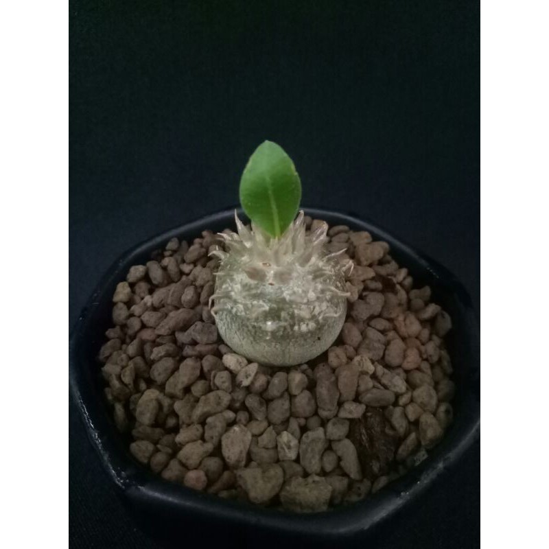 Pachypodium brevicaule