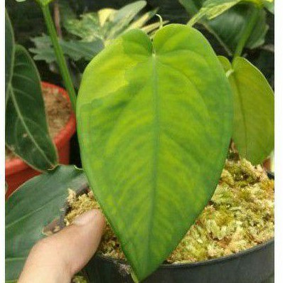 SYNGONIUM CHIAPENSE SINGONIUM SYNGO SINGO VARIEGATA VARIGATA RARE