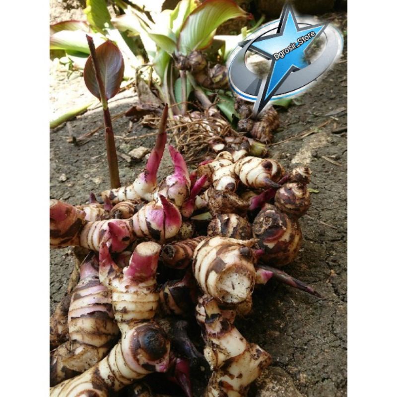 

1KG UMBI GANYONG SEGAR FRESH DI AMBIL KETIKA ADA ORDER MASUK