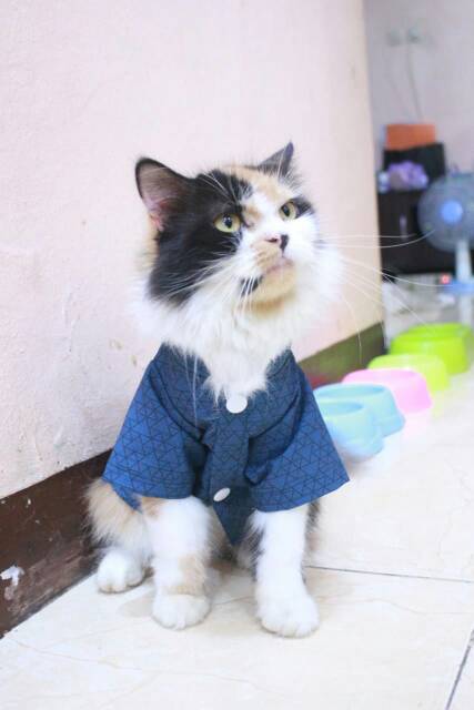 Baju koko lebaran untuk kucing 2019 / baju kucing lucu murah size S M L XL