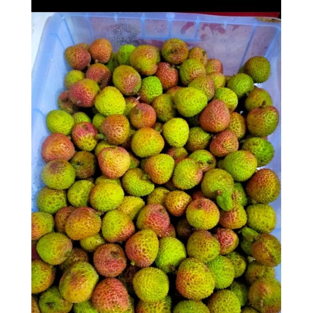 

Leci Madu Fresh dan Sehat Per Box 9 kg