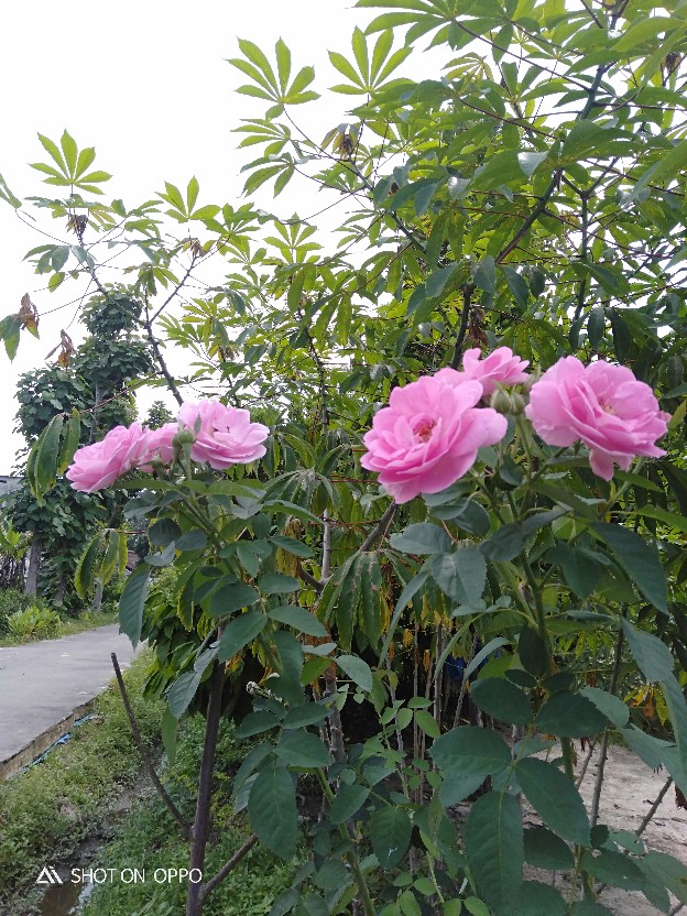 Kemeja Batik Pria Lengan Panjang Size M L Xl Xxl  Bswart Batik Hrb026 Kenongo Hem Panjang Padi