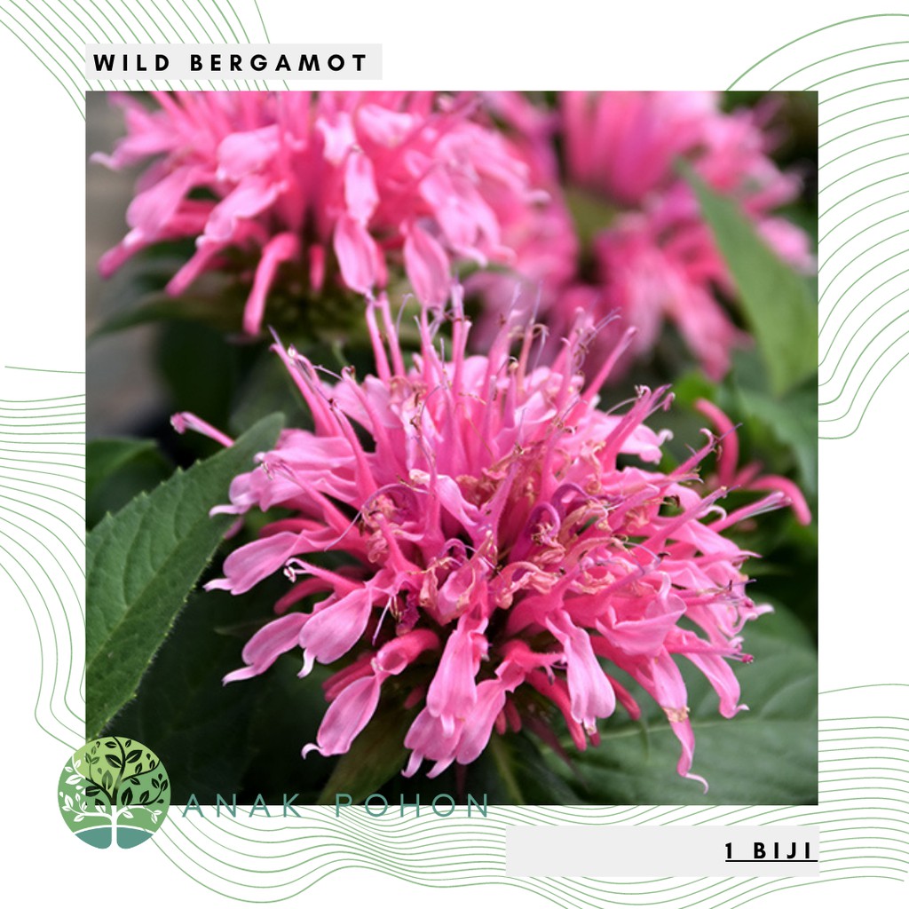 Benih Bibit Biji - Wild Bergamot Bee Balm Medical Herb Seeds - IMPORT