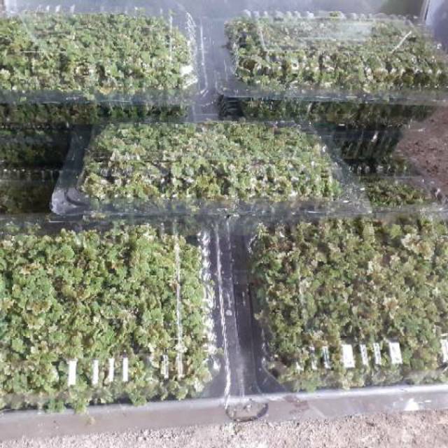 Azolla microphylla pakan/pupuk kemasan 250gr
